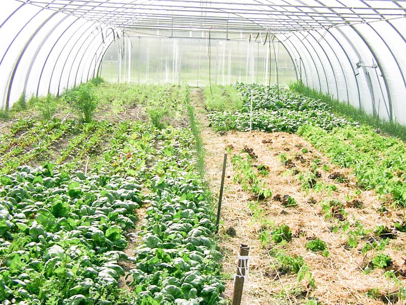 Eigener Gemueseanbau